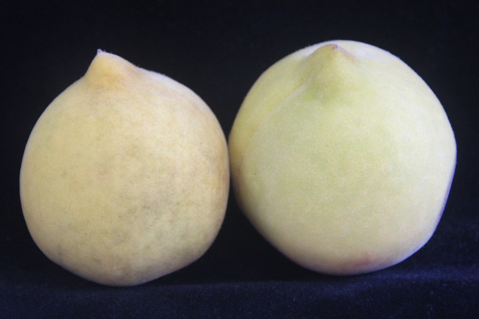 Fruto de pessegueiro sadio (direita) e com manchas escuras difusas causadas por fuligem (esquerda)