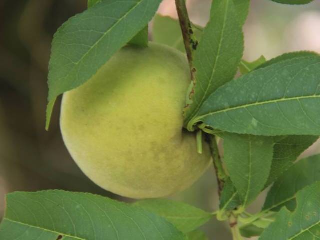 Fruto de pessegueiro com manchas escuras difusas de fuligem