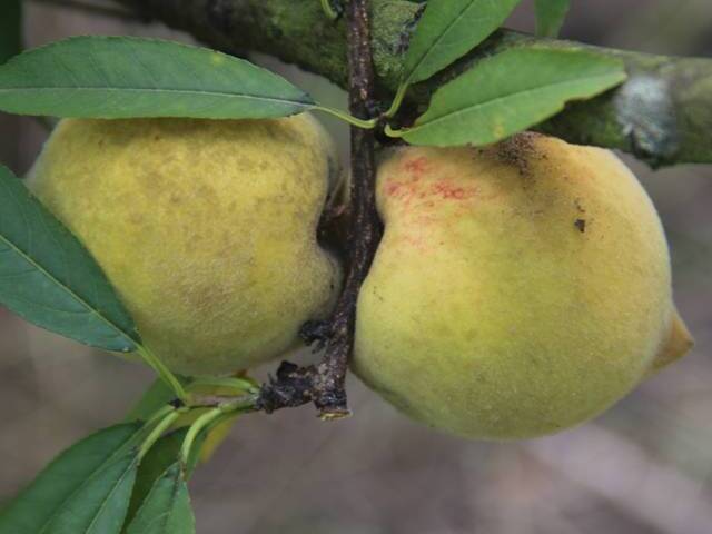Frutos de pessegueiro com manchas escuras difusas de fuligem