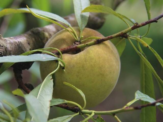 Fruto de pessegueiro com manchas escuras difusas de fuligem