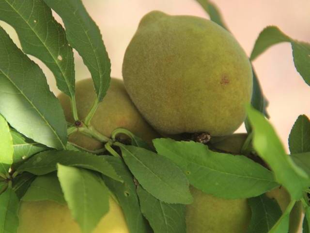 Frutos de pessegueiro com manchas escuras difusas de fuligem