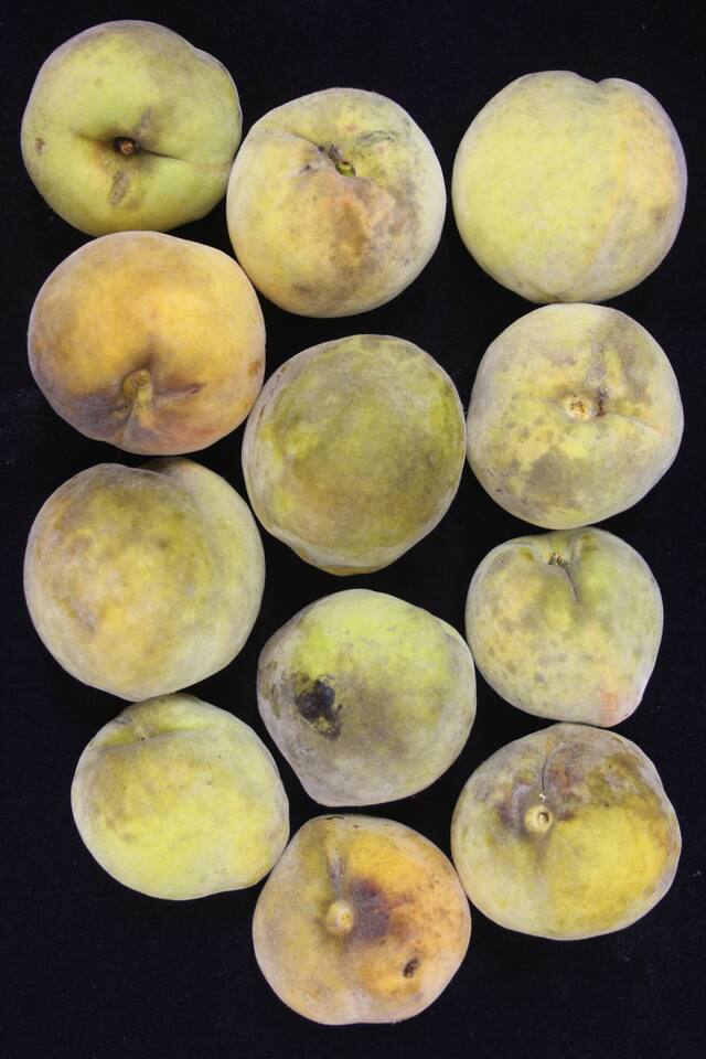 Frutos armazenados na câmara fria com manchas escuras difusas na superfície, causadas por fuligem