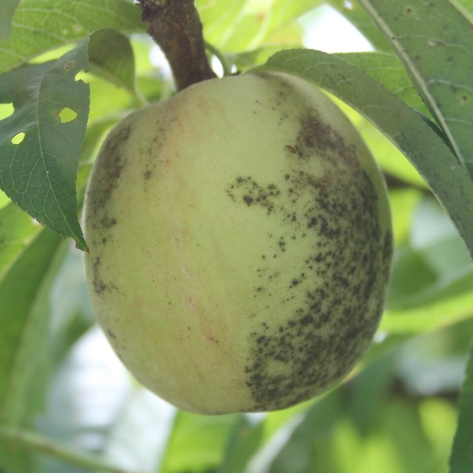 Fruto com mofo preto superficial (fumagina), facilmente removível