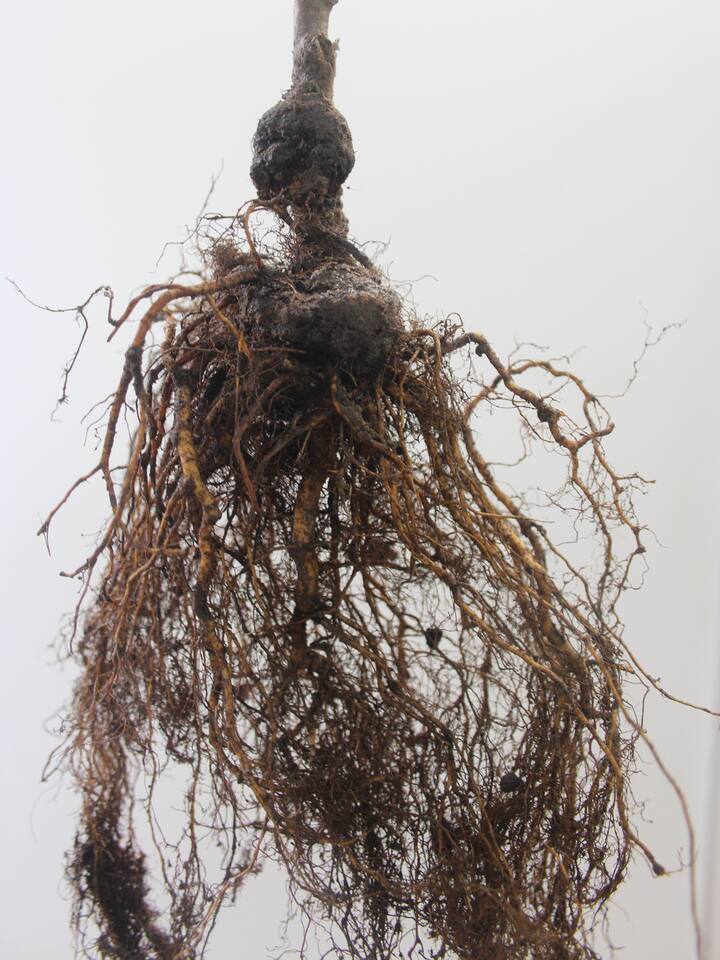 Muda de pessegueiro com sintomas da galha da coroa na região do colo da planta e na parte superior do sistema radicular