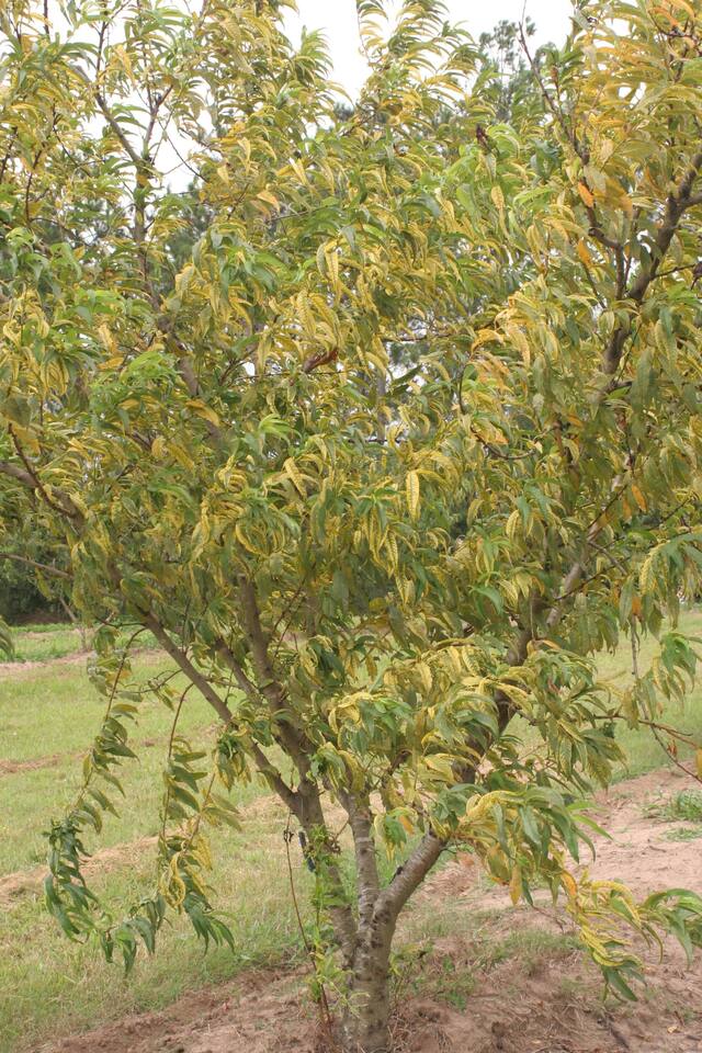 Pessegueiro com clorose entre as nervuras das folhas pela aplicação de glifosato para o controle das ervas-daninhas próximo ao tronco; o glifosato atingiu os brotos-ladrões do porta-enxerto e circulou sistemicamente na planta
