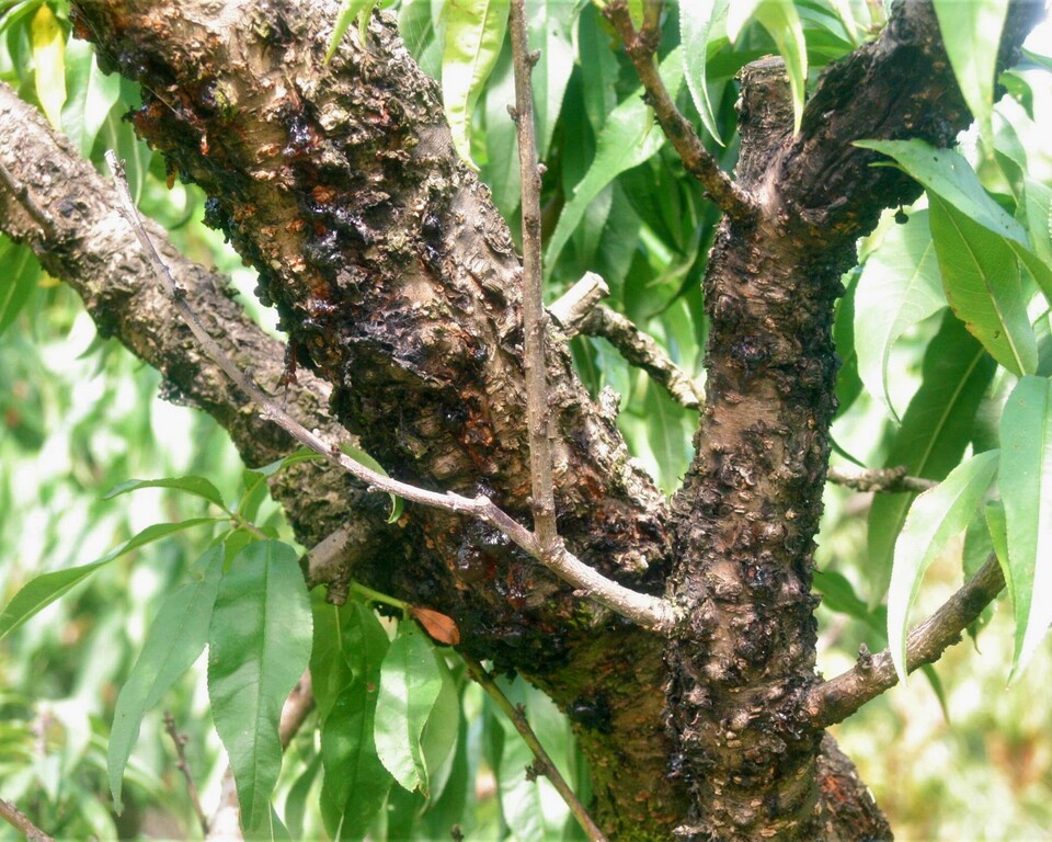 Cancros com exsudação de goma em tronco de pessegueiro atacado por gomose