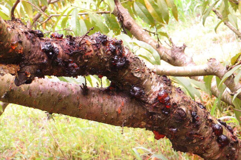 Cancros com exsudação de goma em ramo de pessegueiro atacado por gomose