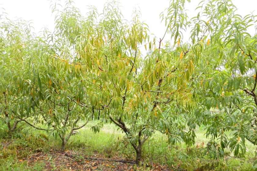 Folhas de pessegueiro com clorose e enrolamento de folhas, sintomas característicos de deficiência hídrica, mas causado devido ao ataque de gomose na pernada do pessegueiro