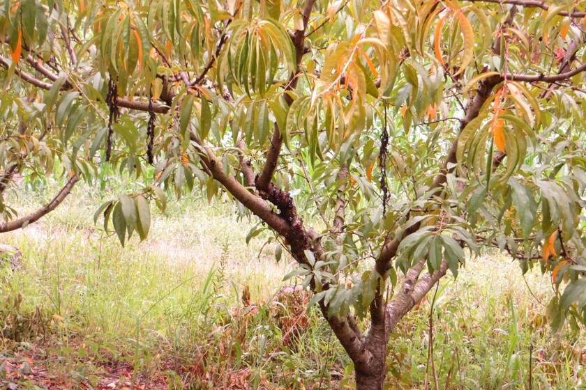 Folhas de pessegueiro com clorose e enrolamento de folhas, sintomas característicos de deficiência hídrica, mas causado devido ao ataque de gomose na pernada do pessegueiro