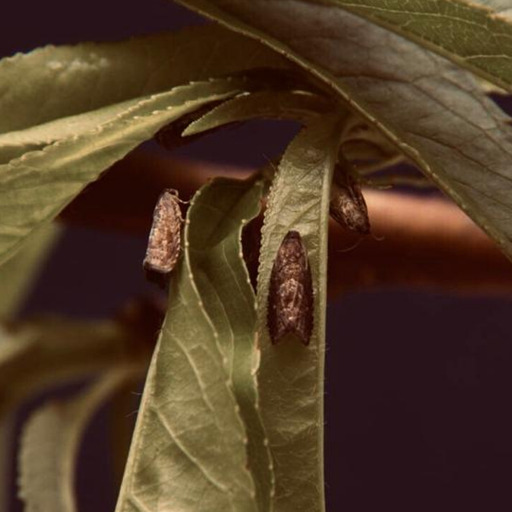 Adultos de <i>Grafolita molesta</i> (6-7mm de comprimento) pousados em folha de pessegueiro