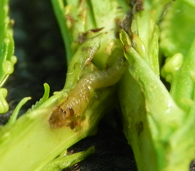 Lagarta de <i>Grafolita molesta</i> se alimentando de broto de pessegueiro