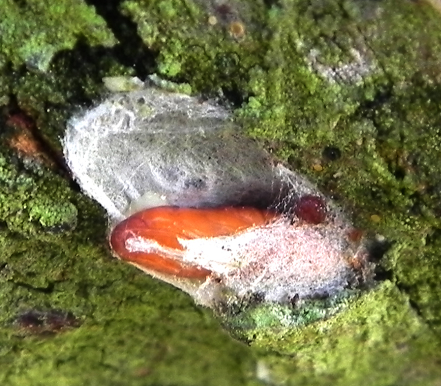 Pupa de <i>Grafolita molesta</i> em tronco de pessegueiro