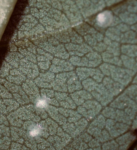 Posturas isoladas de <i>Grafolita molesta</i> em pessegueiro