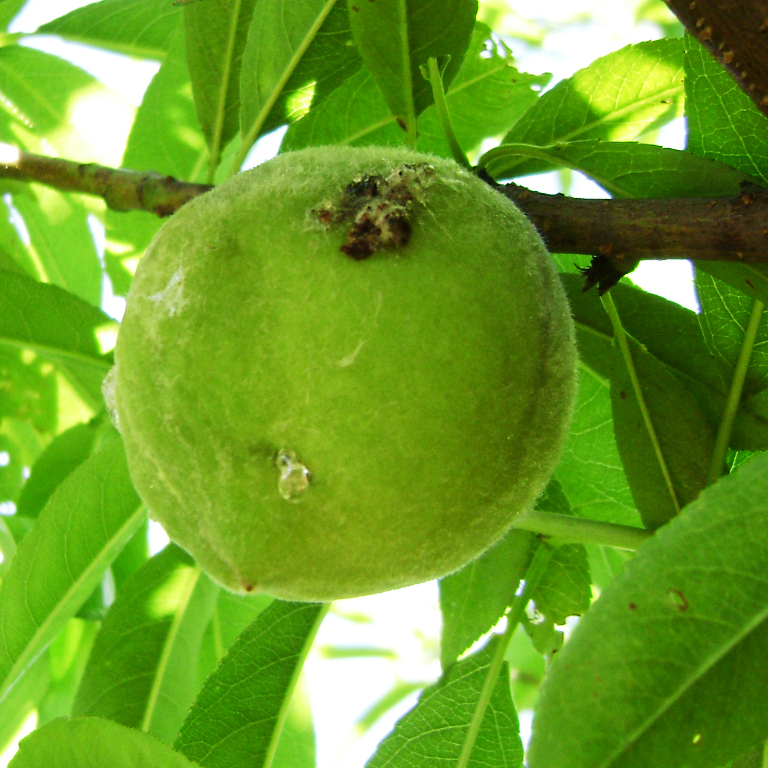 Danos causados por <i>Grafolita molesta</i> no fruto de pessegueiro