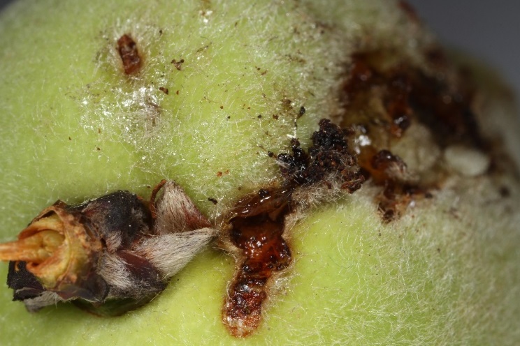 Fruto de pessegueiro com galeria e excrementos de lagarta de <i>Grafolita molesta</i>