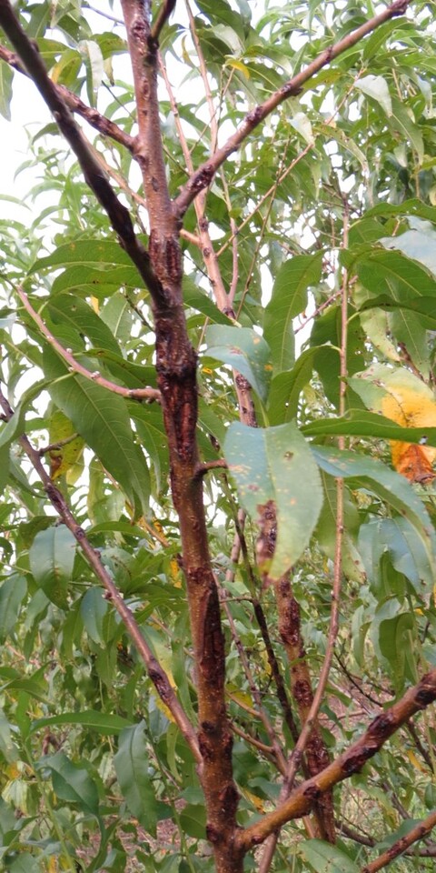 Danos em ramos de pessegueiro causados por granizo