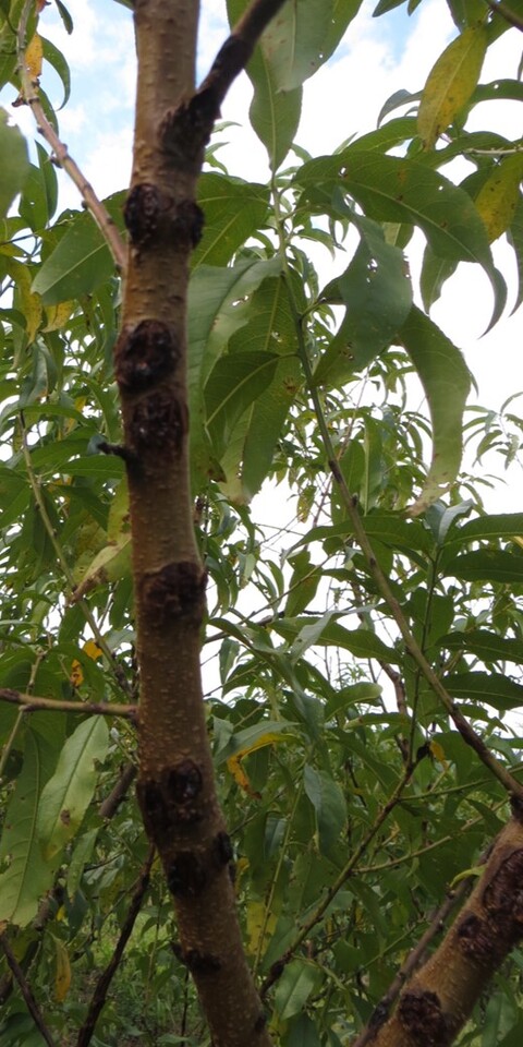 Danos em ramos de pessegueiro causados por granizo