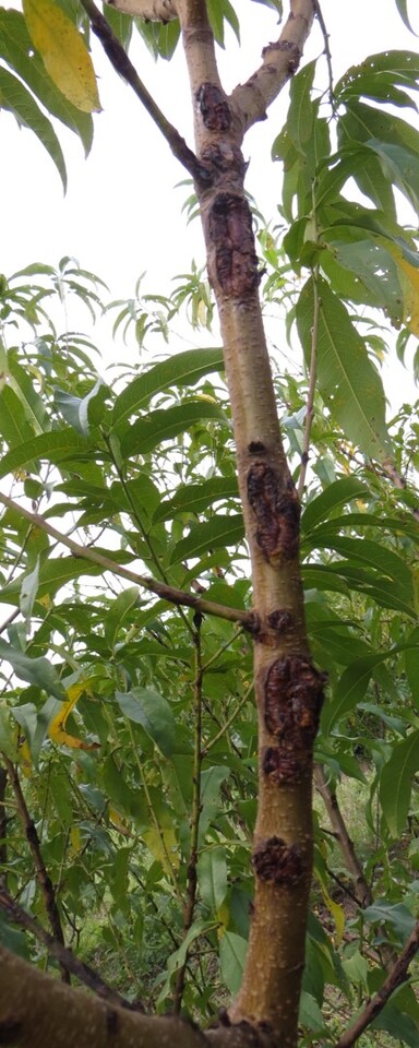 Danos em ramos de pessegueiro causados por granizo