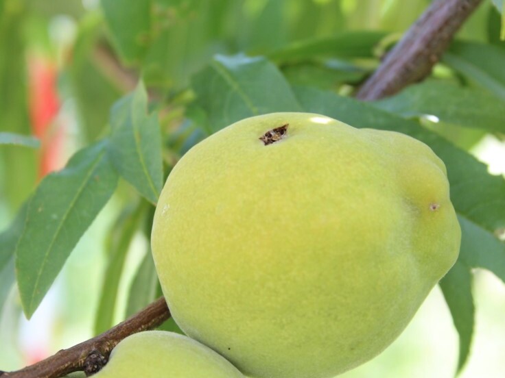 Danos em frutos de pessegueiro causados por granizo