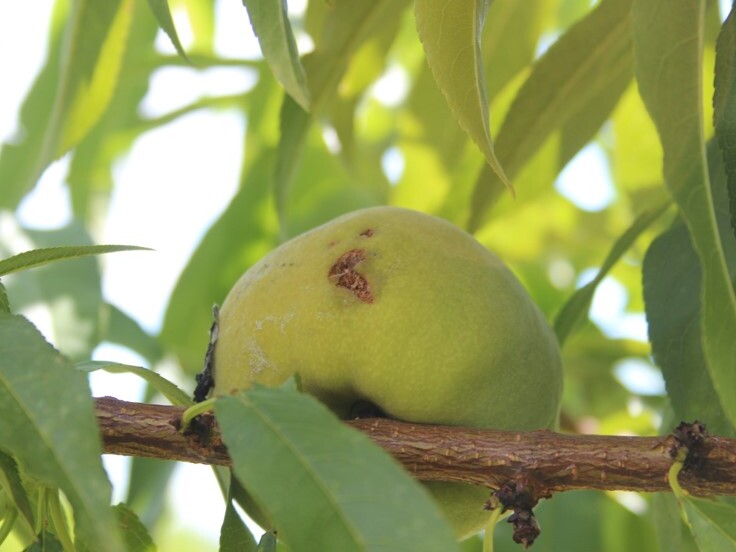 Danos em frutos de pessegueiro causados por granizo
