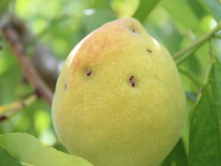 Danos em frutos de pessegueiro causados por granizo