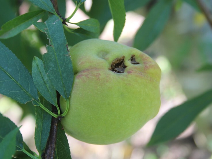 Danos em frutos de pessegueiro causados por granizo
