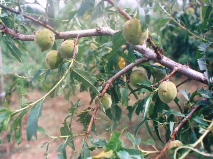 Folhas e frutos de pessegueiro danificados por granizo