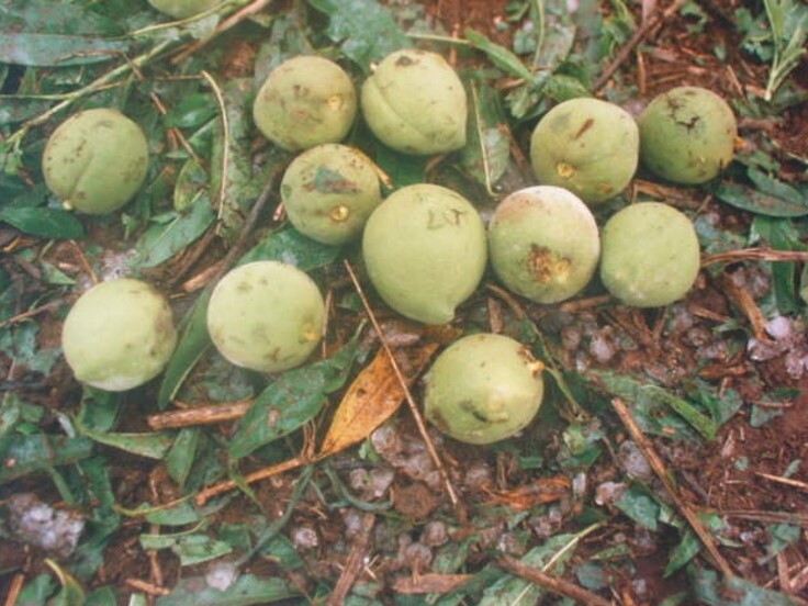 Danos em frutos de pessegueiro causados por granizo