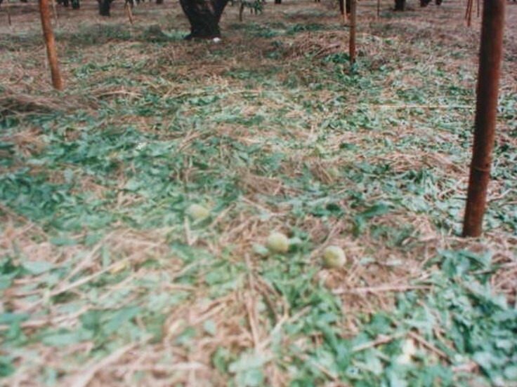 Frutos de pessegueiro caidos no chão por queda de granizo
