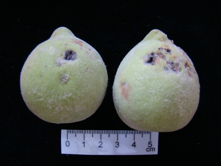 Danos em frutos de pessegueiro causados por granizo