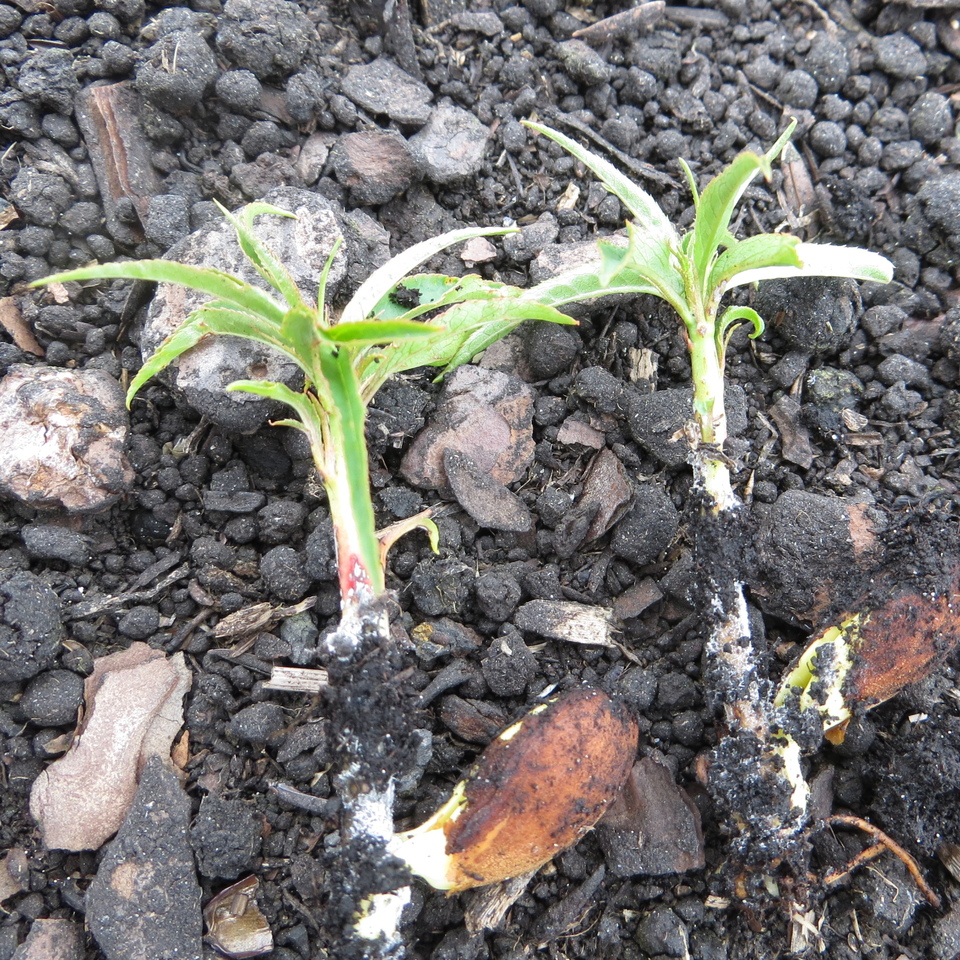 Mudas de pessegueiro com podridão de levedura (<i>Geotrichum candidum</i>) na região do colo e raízes, com crescimento da levedura de cor esbranquiçada sobre a superfície da lesão