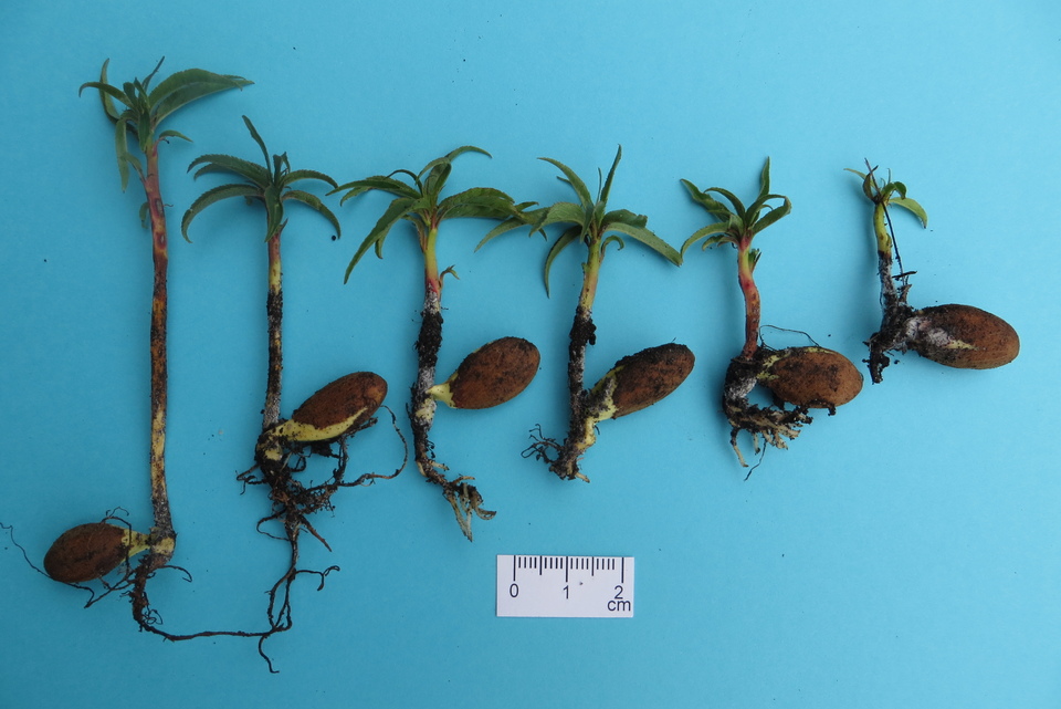 Mudas de pessegueiro com podridão de levedura (<i>Geotrichum candidum</i>) na região do colo e raízes