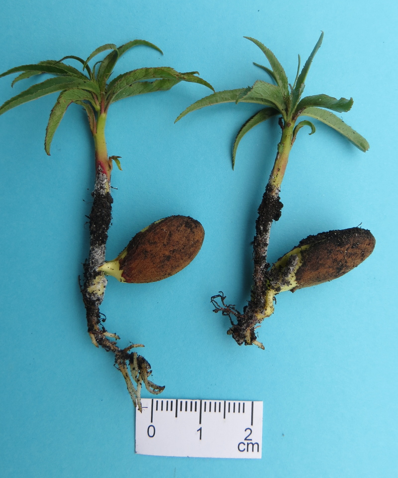 Mudas de pessegueiro com podridão de levedura (<i>Geotrichum candidum</i>) na região do colo e raízes, com crescimento da levedura de cor esbranquiçada sobre a superfície da lesão