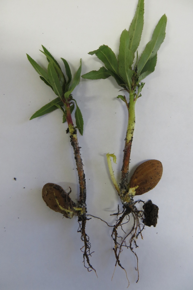 Mudas de pessegueiro com podridão de levedura (<i>Geotrichum candidum</i>) na região do colo e raízes