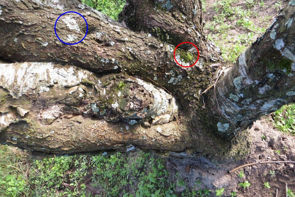 Líquens (círculo azul) e musgos (círculo vermelho) crescendo na superfície do tronco de pessegueiro