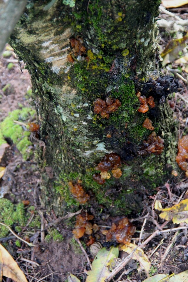 Crescimento de musgo em tronco de pessegueiro