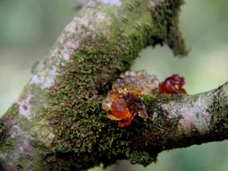 Crescimento de musgo em ramo de pessegueiro