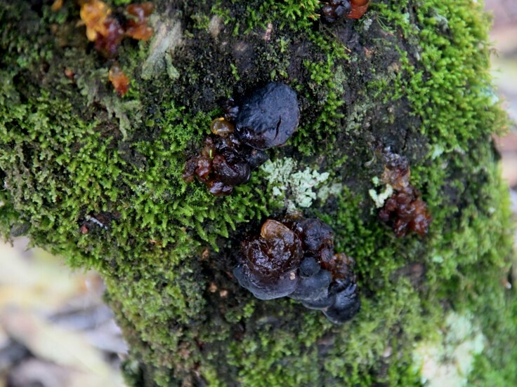 Crescimento de musgo em tronco de pessegueiro