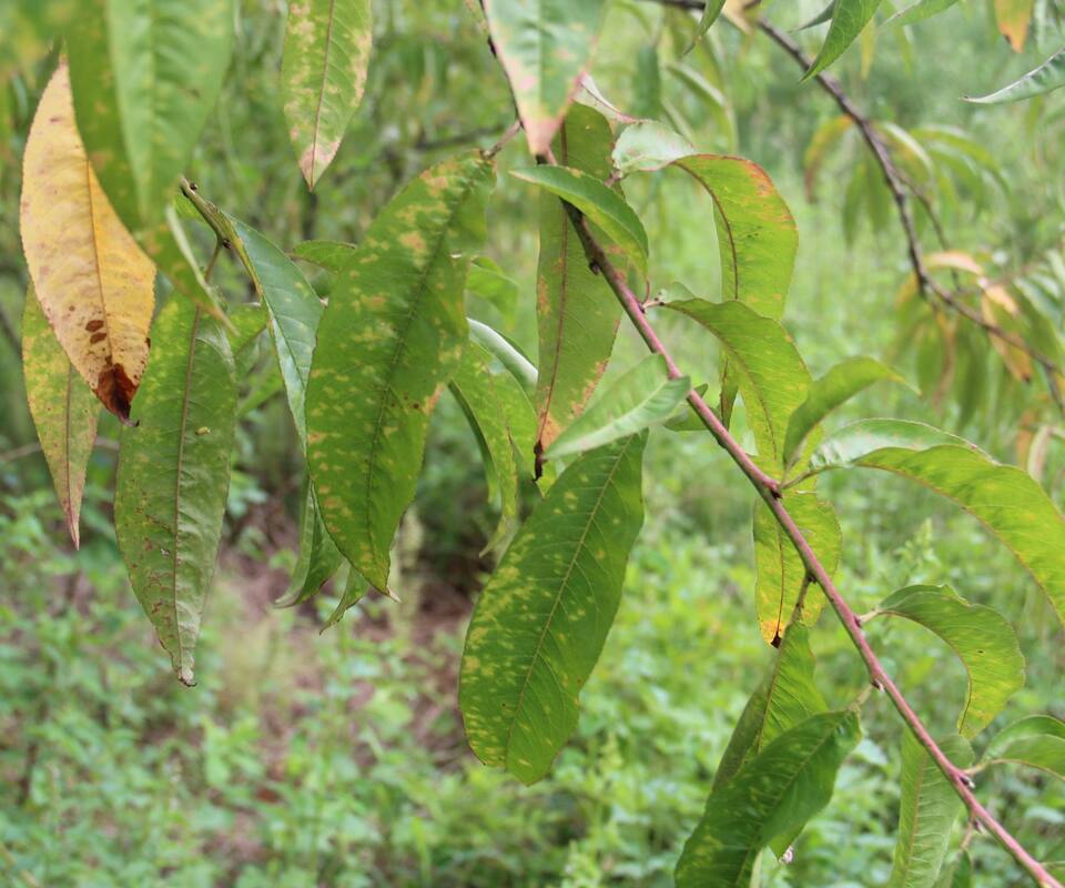 Folhas de pessegueiro com manchas cloróticas de míldio-branco