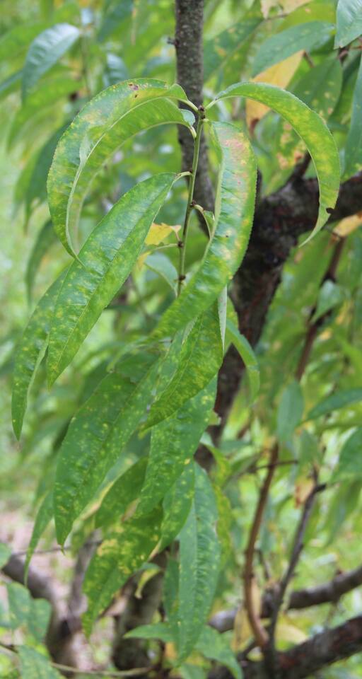 Folhas de pessegueiro com manchas cloróticas de míldio-branco