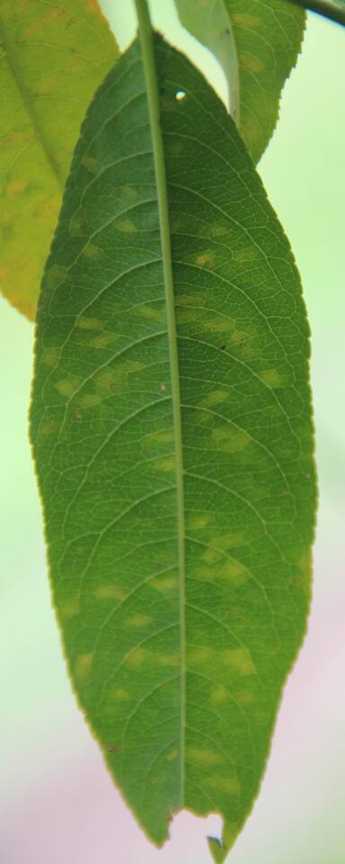 Face inferior da folha com lesões cloróticas angulares de míldio-branco