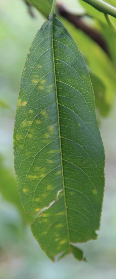 Face superior da folha com lesões cloróticas angulares de míldio-branco