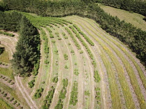 Vista aérea de pomares de pessegueiro com perdas de plantas e partes da planta devido a ocorrência de morte-precoce do pessegueiro