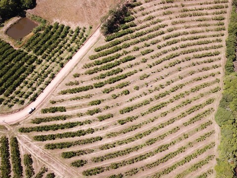 Vista aérea de pomares de pessegueiro com perdas de plantas e partes da planta devido a ocorrência de morte-precoce do pessegueiro