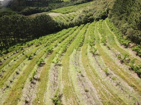 Vista aérea de pomares de pessegueiro com perdas de plantas e partes da planta devido a ocorrência de morte-precoce do pessegueiro