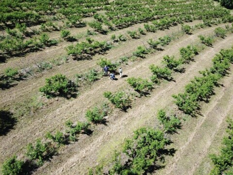Vista aérea de pomares de pessegueiro com perdas de plantas e partes da planta devido a ocorrência de morte-precoce do pessegueiro