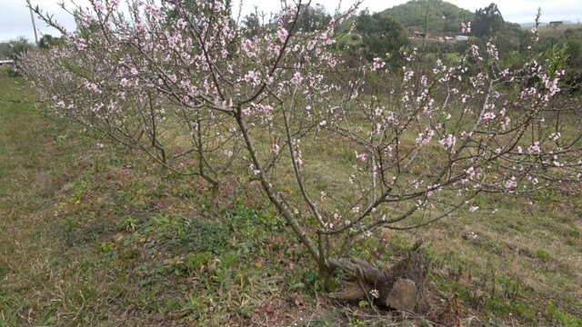 Floração normal em pomar de pessegueiro, cv. Granada (sem sintomas de morte-precoce do pessegueiro)