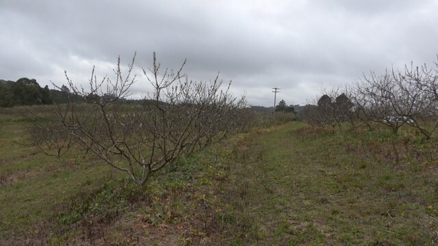 Plantas com floração anormal ou sem floração, devido a morte de gemas florais em pomar de cv. Granada com sintomas de morte-precoce do pessegueiro