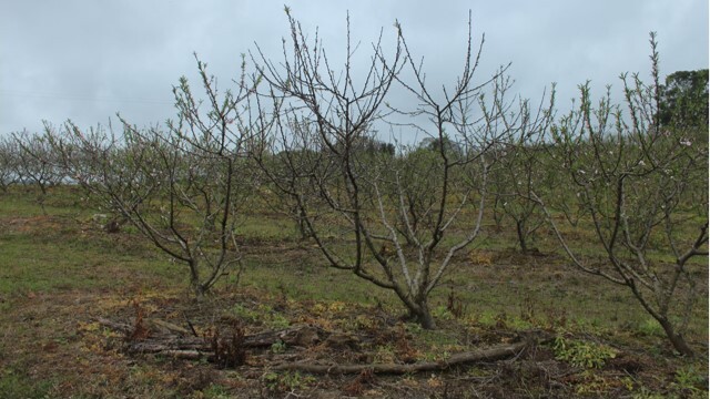 Plantas com floração anormal ou sem floração, devido a morte de gemas florais em pomar de cv. Granada com sintomas de morte-precoce do pessegueiro
