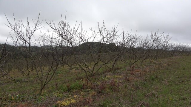 Plantas com floração anormal ou sem floração, devido a morte de gemas florais em pomar de cv. Granada com sintomas de morte-precoce do pessegueiro